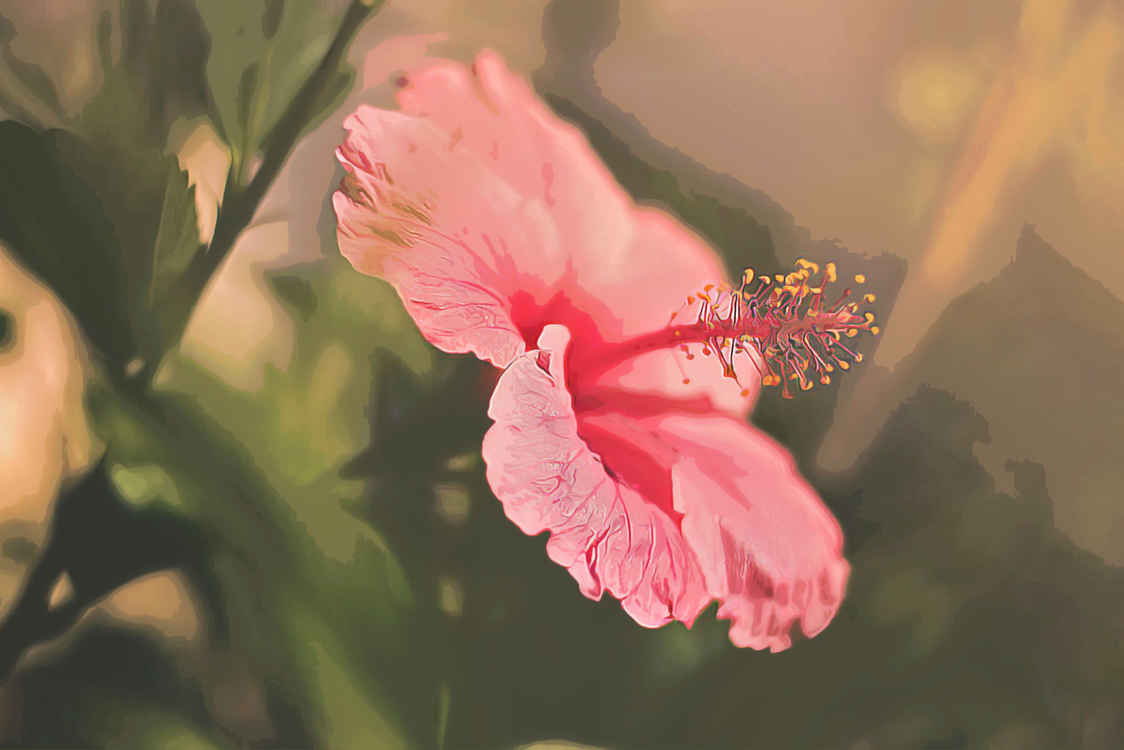 Pink,Flower,Petal
