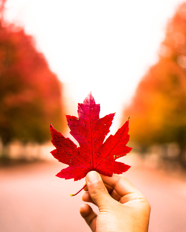 Leaf,Red,Maple Leaf