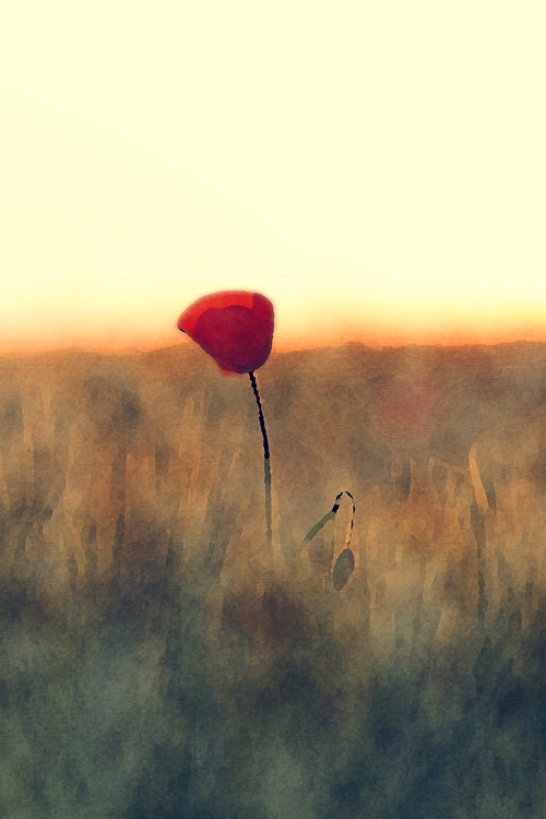 Sky,Red,Coquelicot