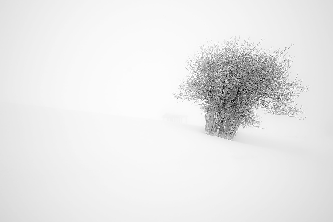 White,Atmospheric Phenomenon,Tree
