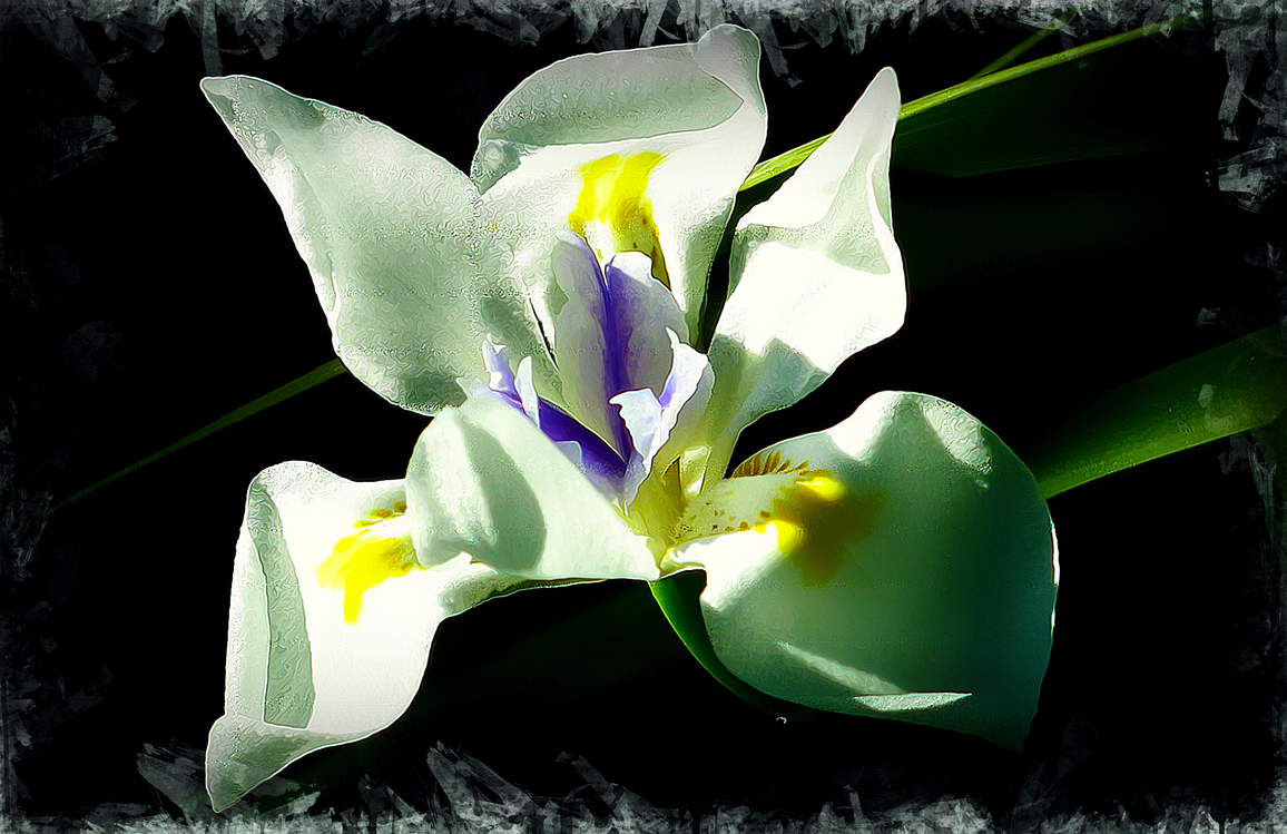 White,Flower,Petal