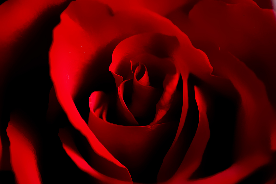 Red,Garden Roses,Petal