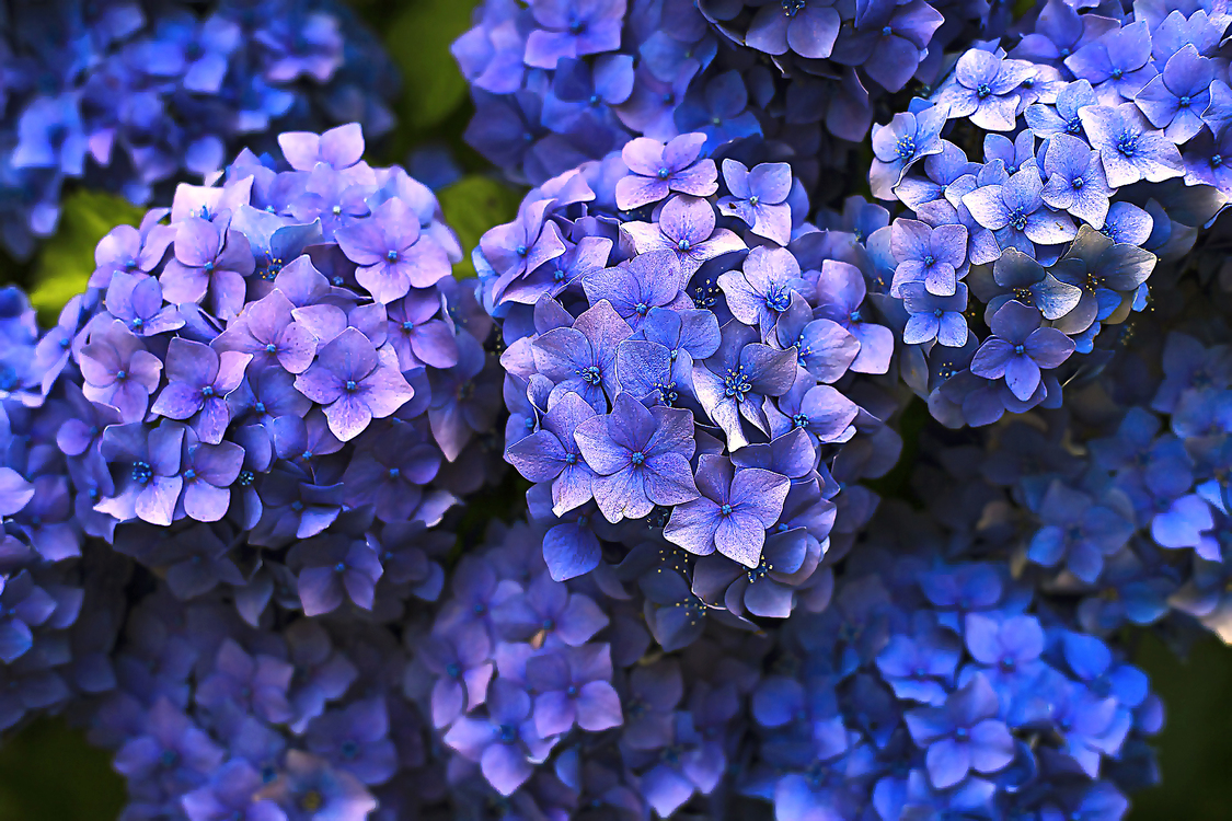 Flower,Flowering Plant,Blue