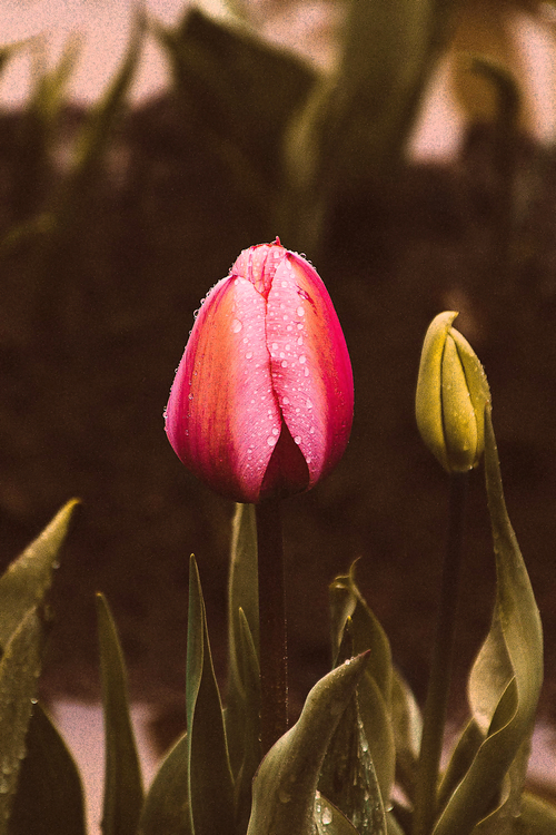 Flower,Tulip,Plant