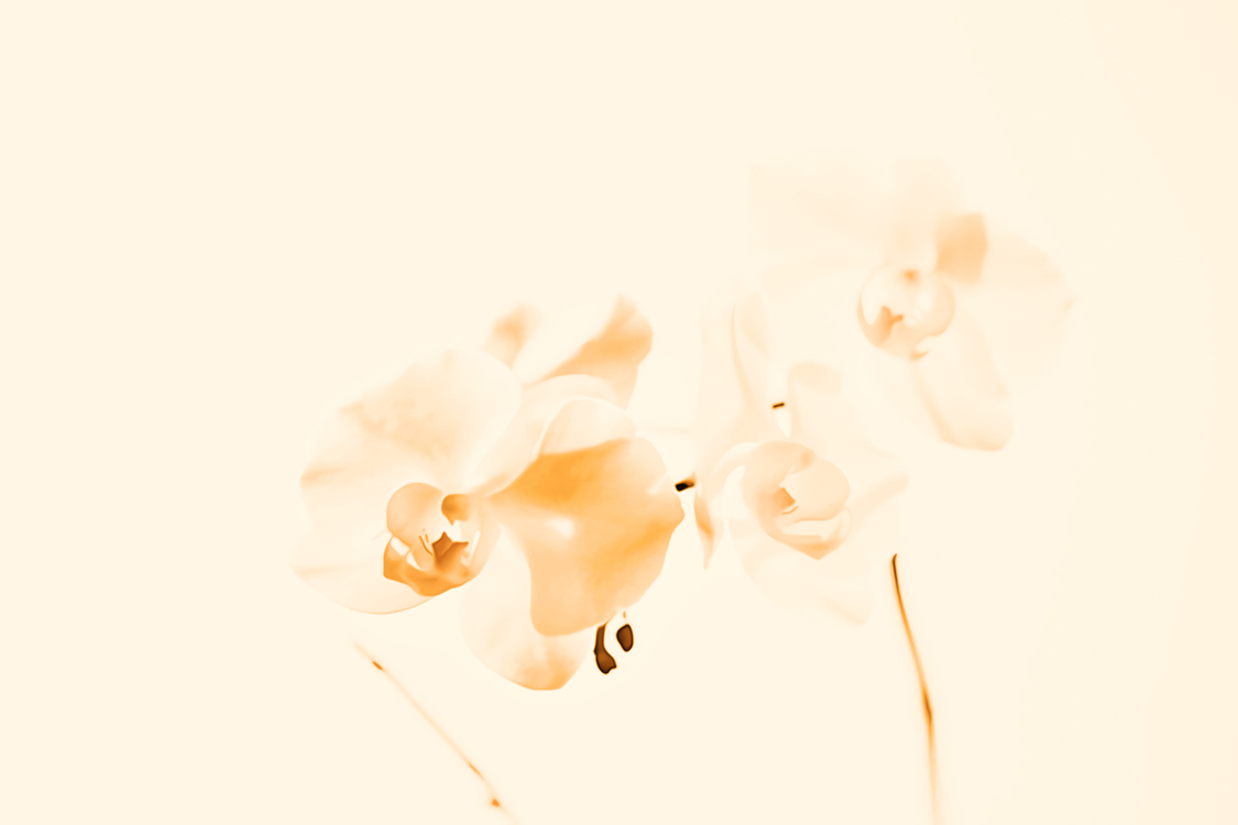 White,Macro Photography,Flower