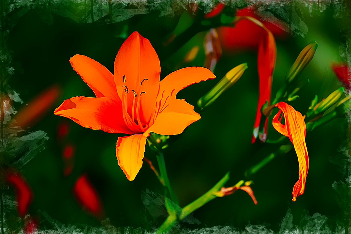 Flowering Plant,Flower,Daylily