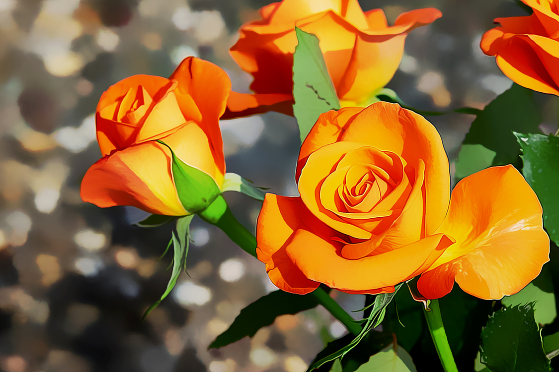 Flower,Flowering Plant,Julia Child Rose