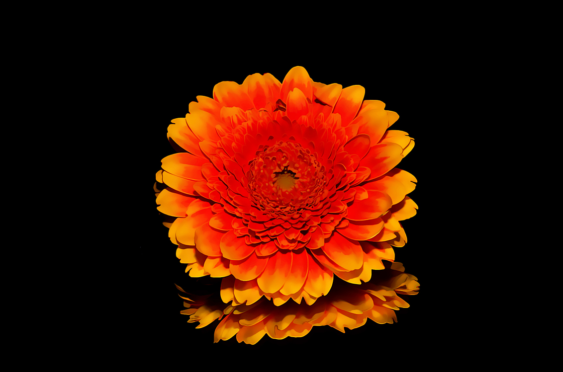 Flower,Flowering Plant,Orange