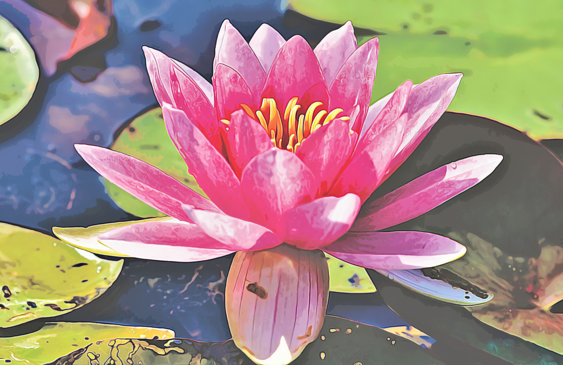 Flower,Fragrant White Water Lily,Petal