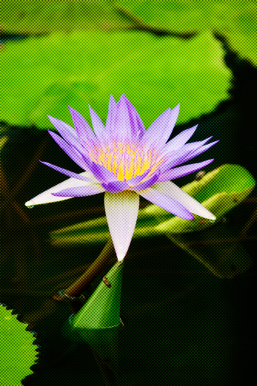 Flower,Fragrant White Water Lily,Sacred Lotus