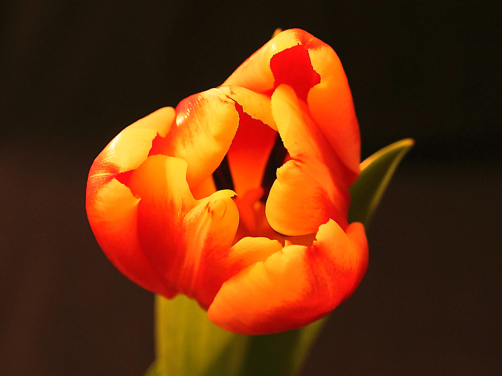 Petal,Flower,Orange