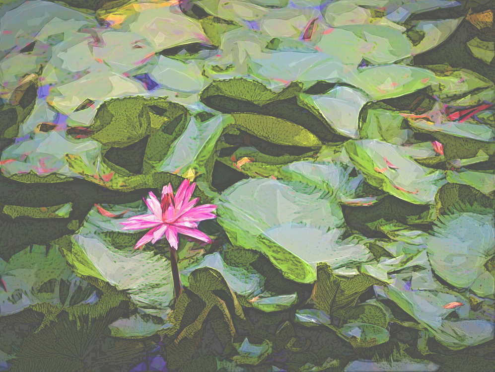 Flower,Aquatic Plant,Water Lily