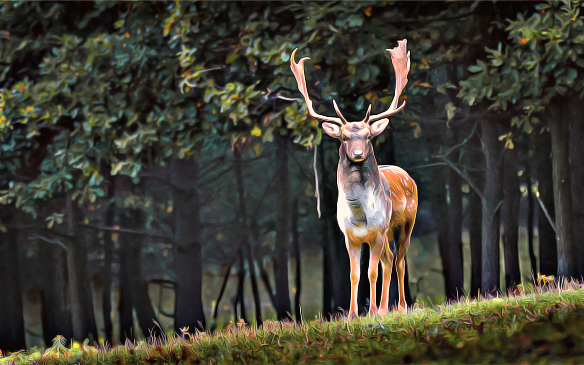 Wildlife,Deer,Nature