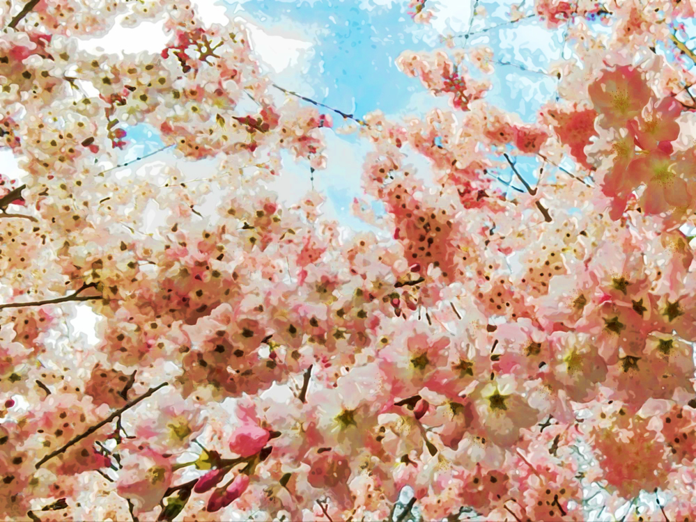 Flower,Blossom,Cherry Blossom