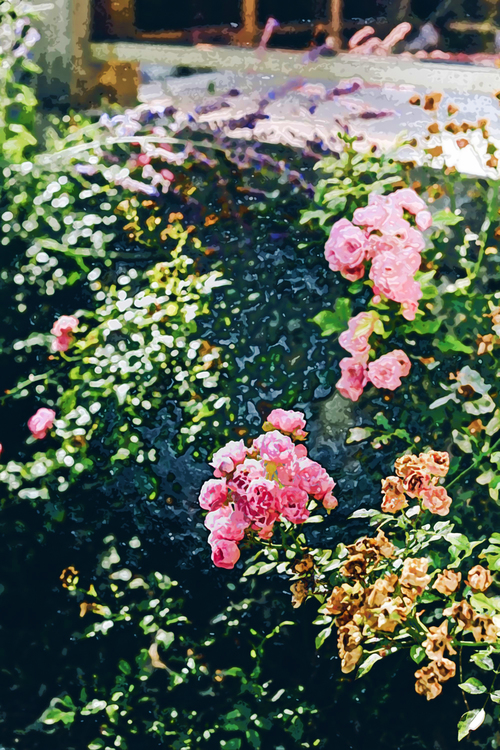 Flower,Pink,Plant