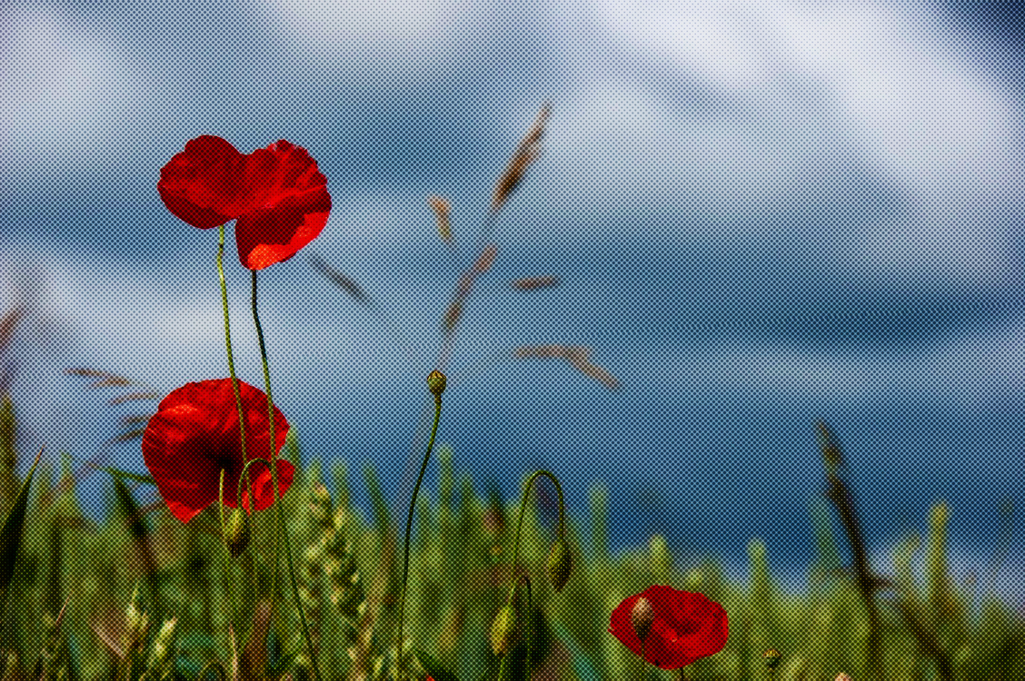 Coquelicot,Red,Flower