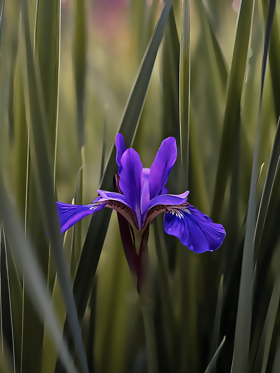 Flower,Plant,Algerian Iris