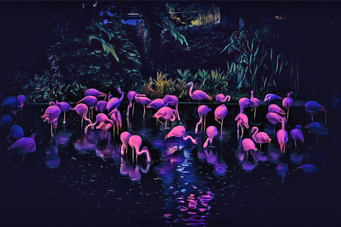 Pink,Purple,Flamingo