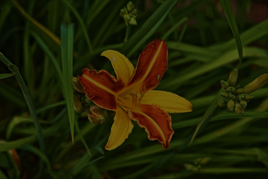 Flower,Daylily,Lily
