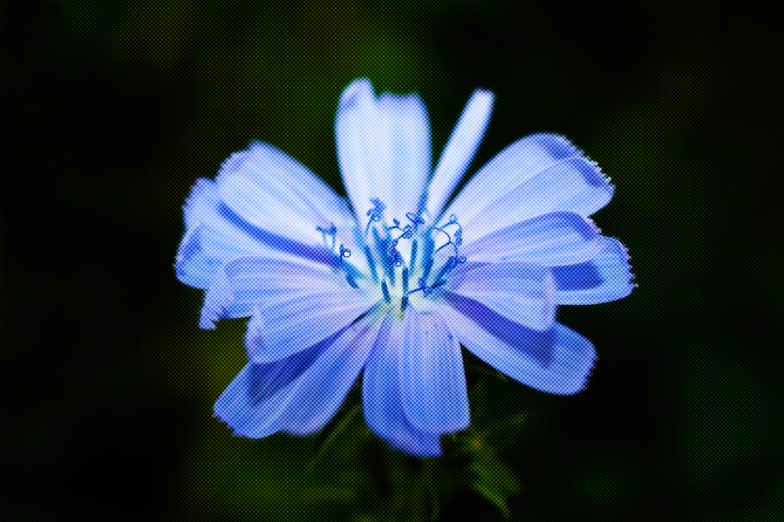 Flower,Blue,Petal
