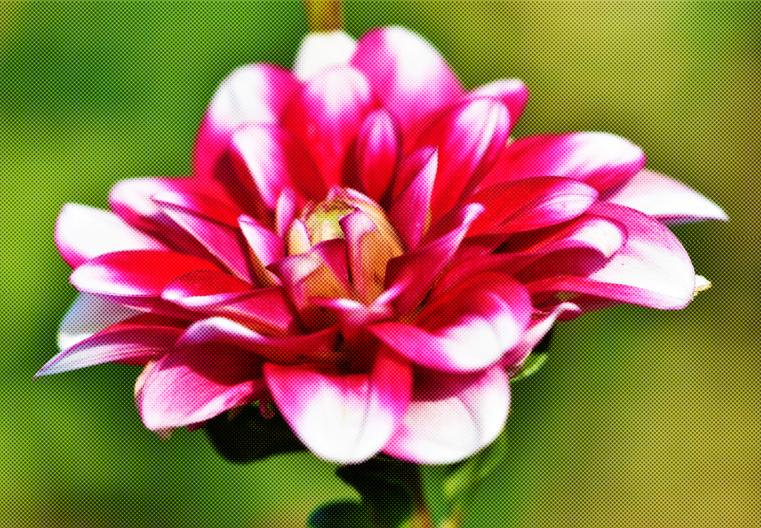 Flower,Petal,Pink