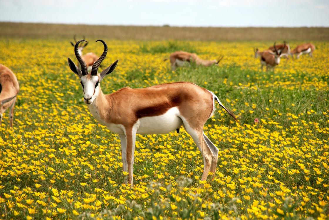 Wildlife,Antelope,Springbok