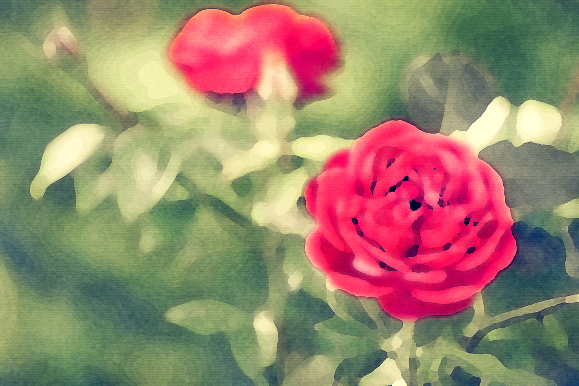 Petal,Garden Roses,Flower