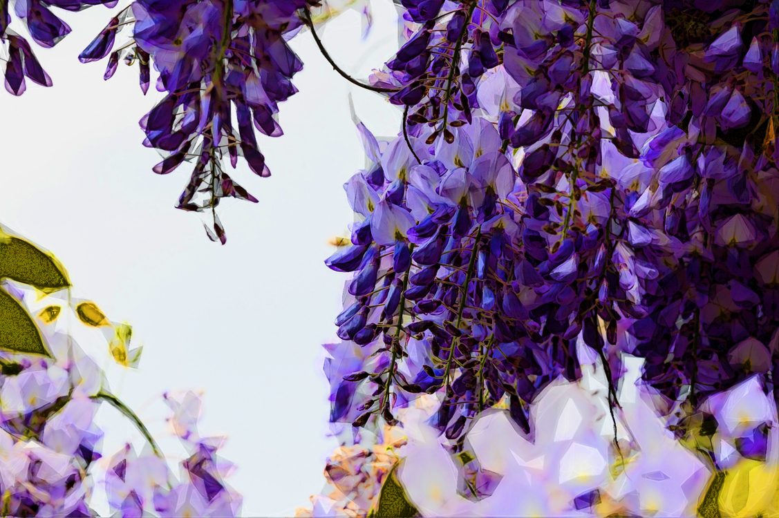 Lavender,Purple,Flower