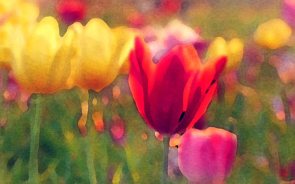 Petal,Flower,Tulip