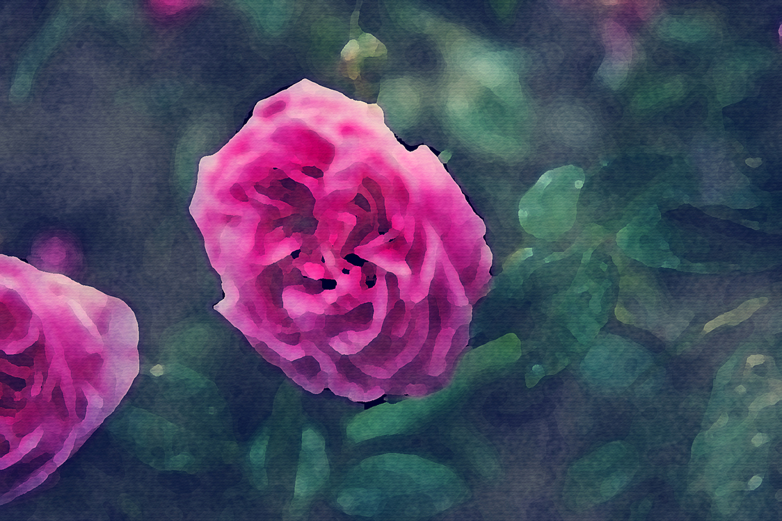 Garden Roses,Pink,Flower