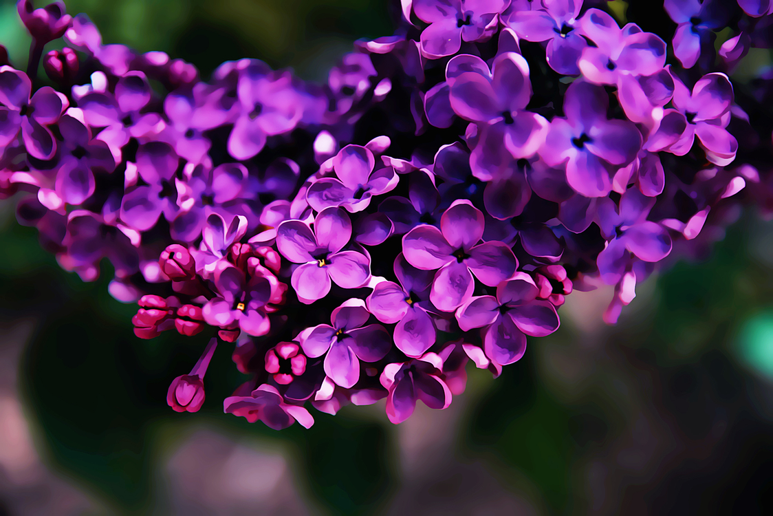 Flower,Petal,Purple