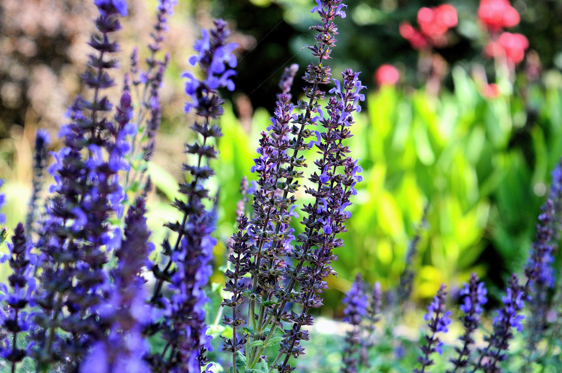 Flower,Lavender,Plant