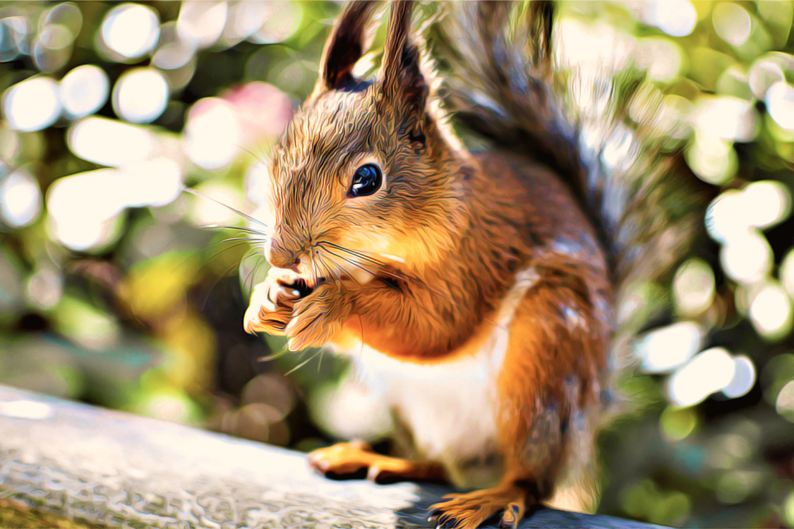 Squirrel,Whiskers,Eurasian Red Squirrel