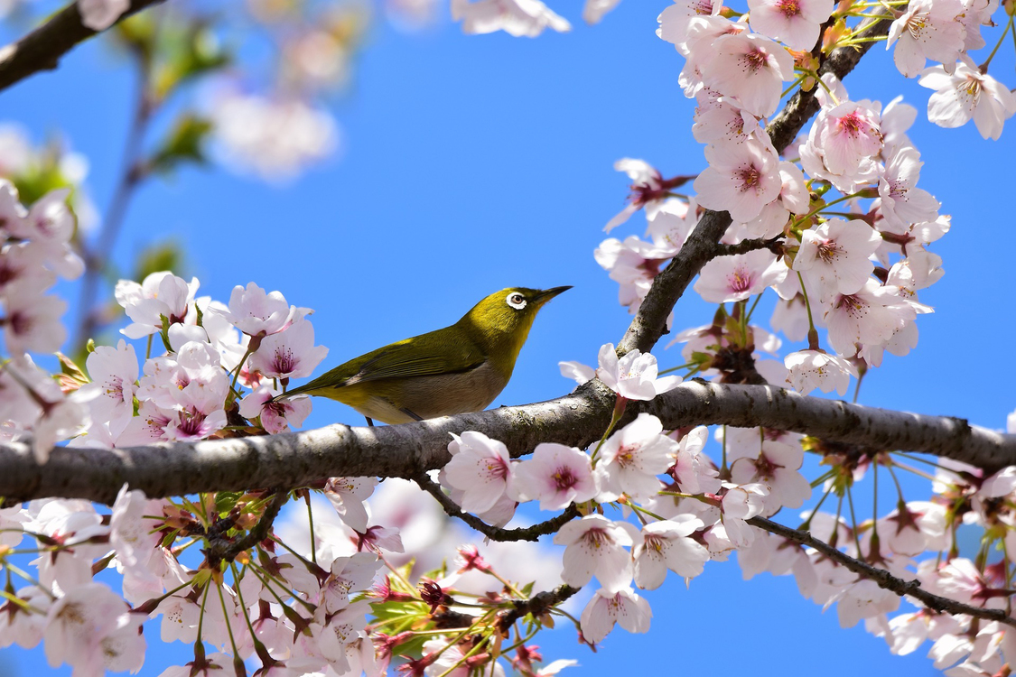 Bird,Spring,Blossom