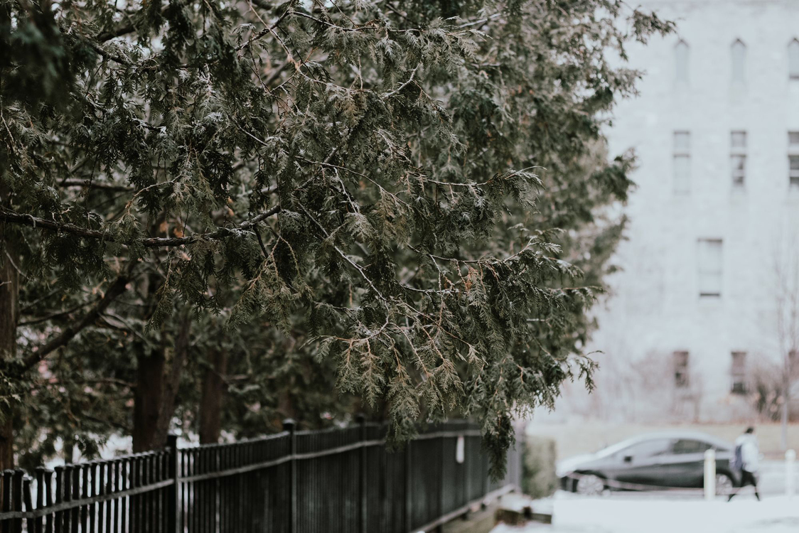 Snow,Tree,Winter