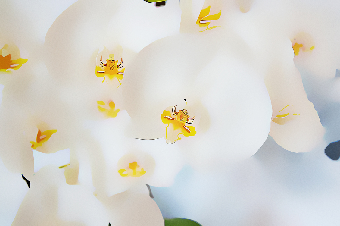 White,Yellow,Flower