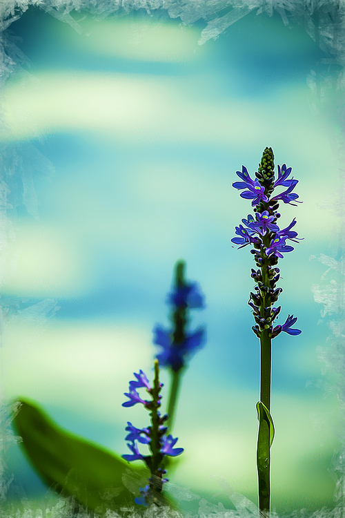 Nature,Lavender,Plant