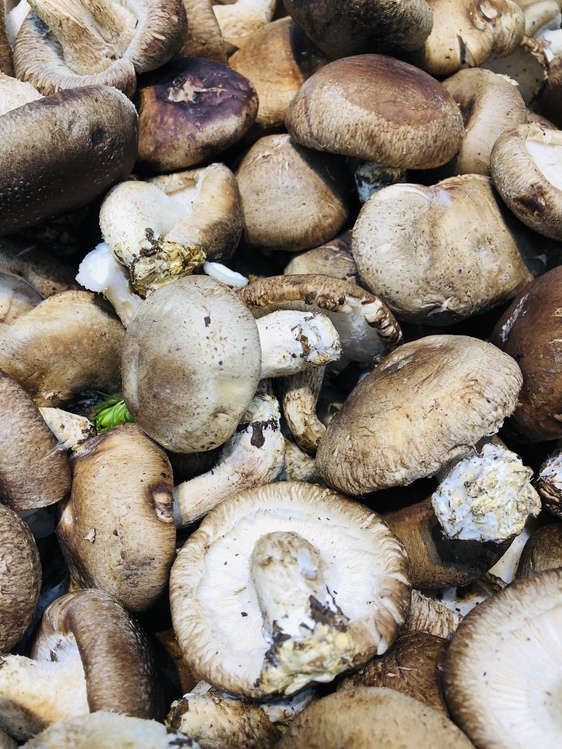 Champignon Mushroom,Agaricus,Mushroom