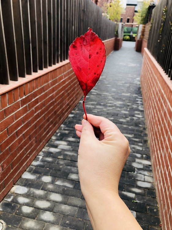 Leaf,Brick,Hand