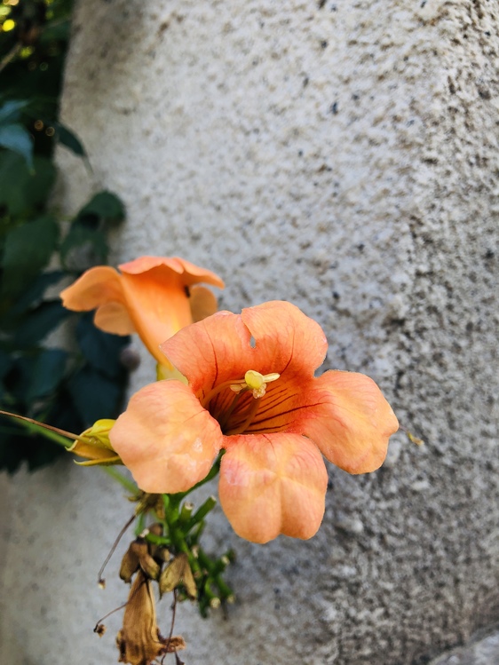 Trumpet Creeper,Flower,Orange