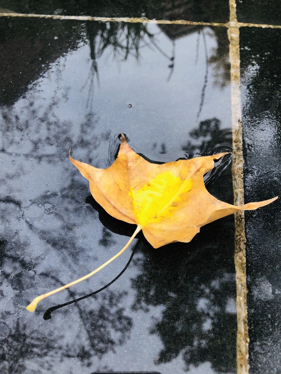 Leaf,Yellow,Water