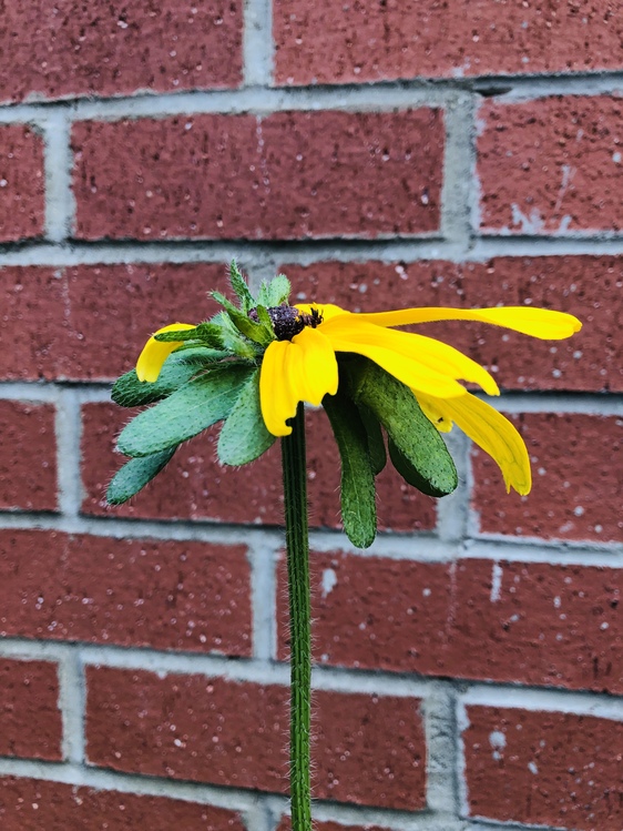 Flower,Brick,Leaf