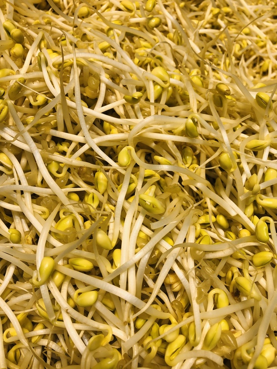 Alfalfa Sprouts,Bean Sprouts,Plant