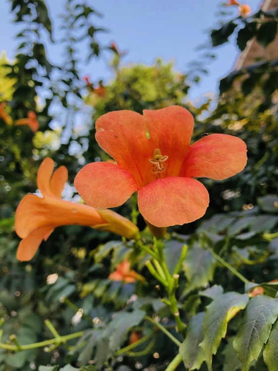 Flower,Petal,Plant