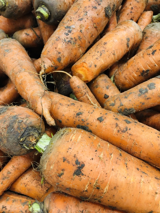 Carrot,Root Vegetable,Vegetable