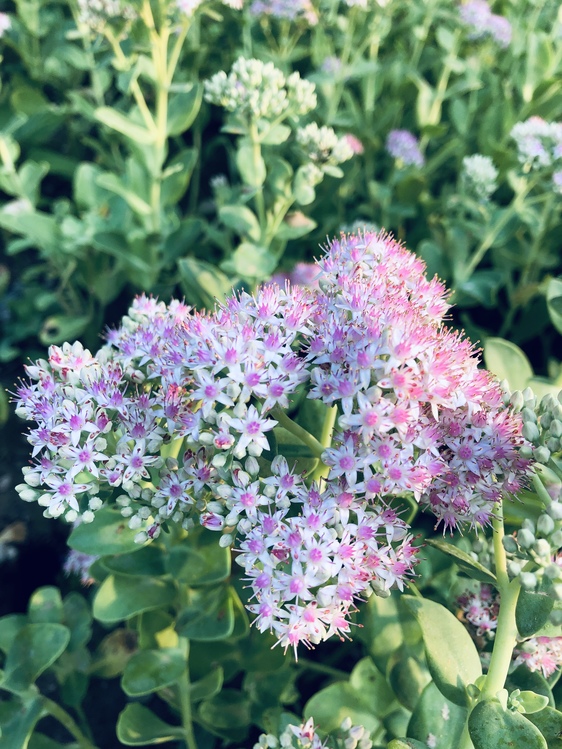 Flower,Plant,Lilac