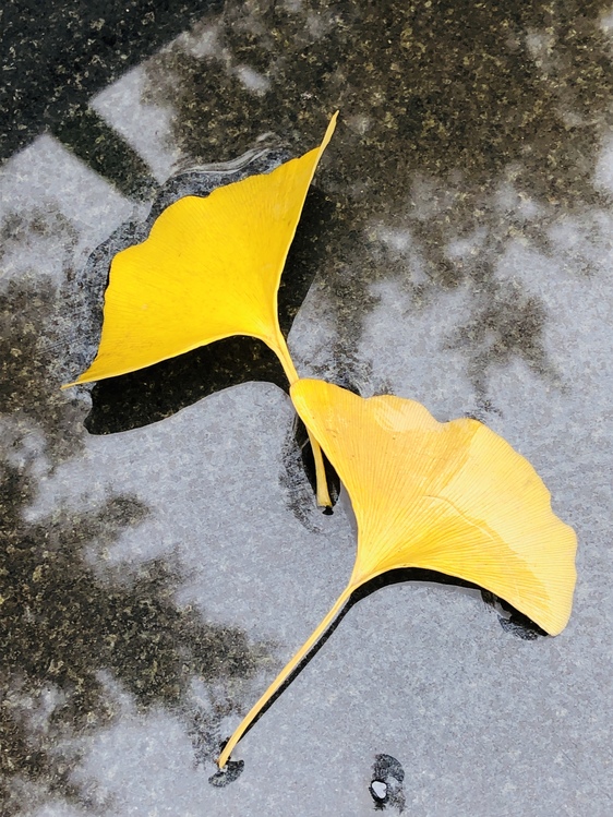 Yellow,Leaf,Asphalt
