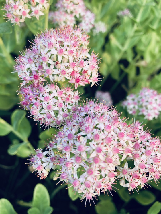 Flower,Plant,Meadowsweet