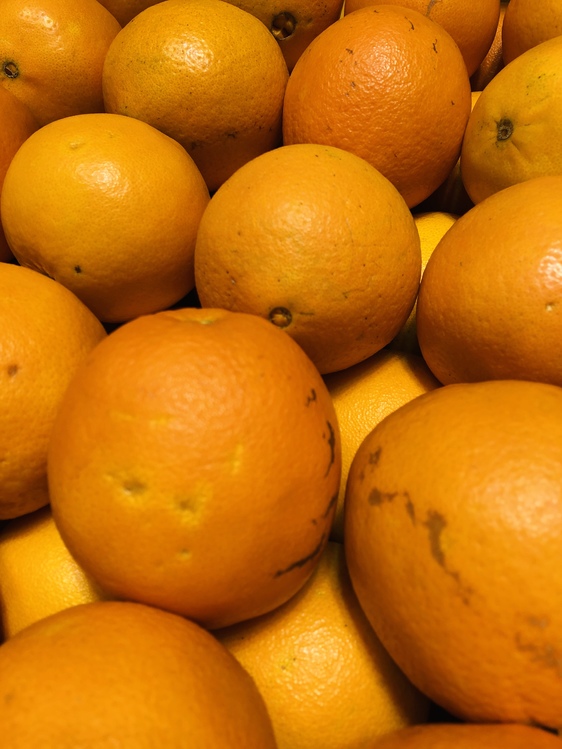 Fruit,Orange,Valencia Orange