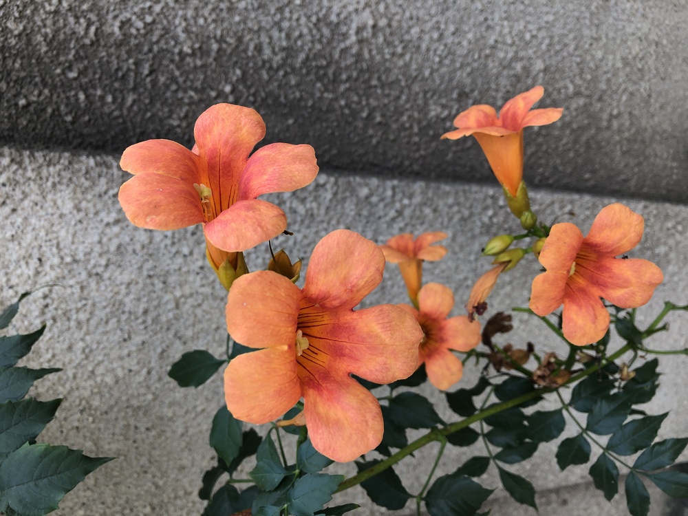 Flower,Plant,Orange
